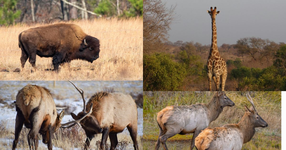 राष्ट्रीय उद्यान और अभयारण्य