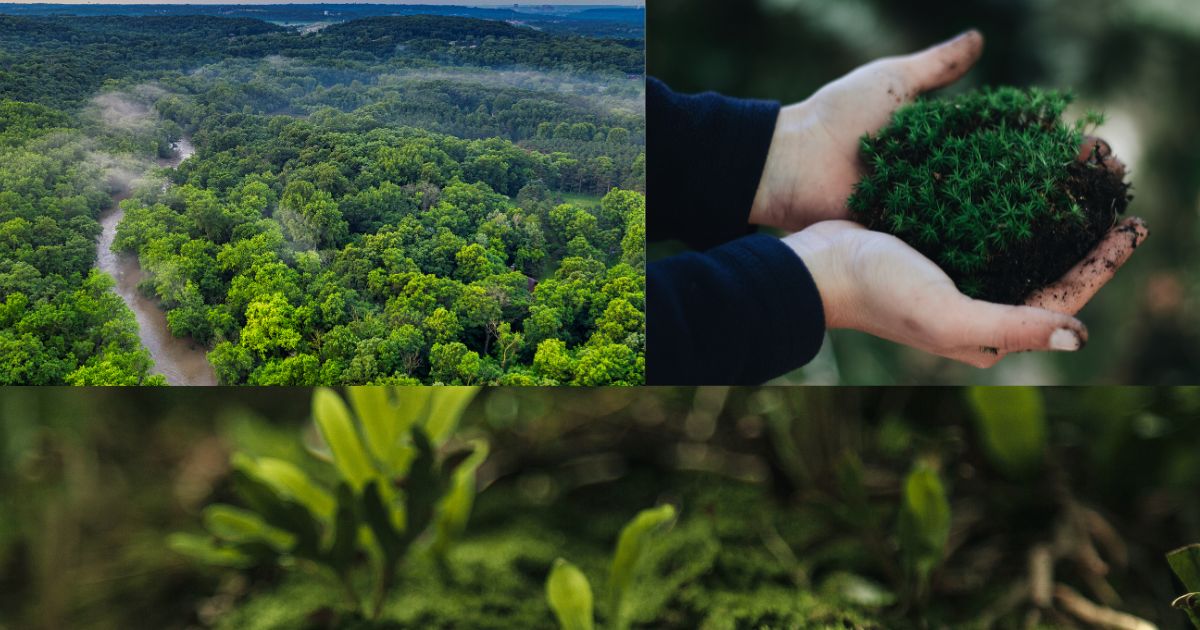 वन संपदा